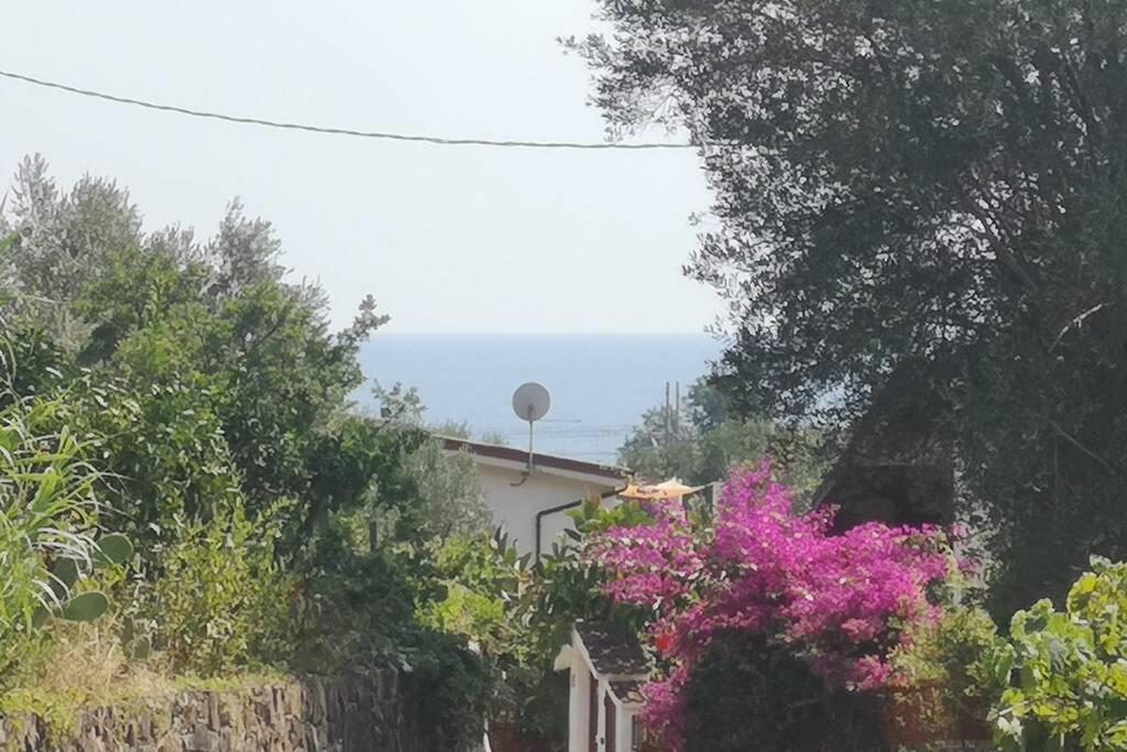 Villa Cilento Mare, Bellissima Con Ampio Giardino カピテッロ エクステリア 写真